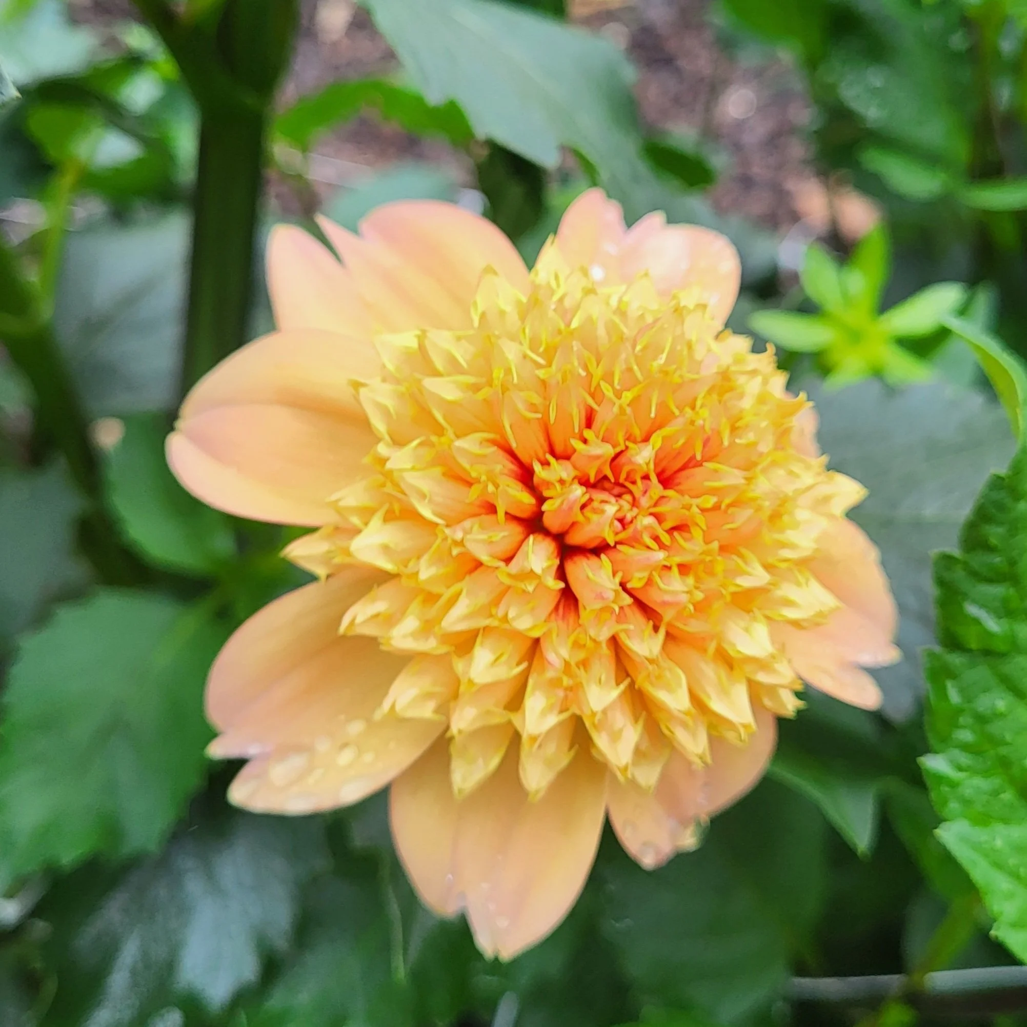 その他 DAHLIA DAHLIA - X JAPANのアルバム - Apple Music